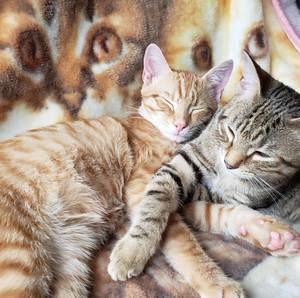 Meet your Posher, Roger